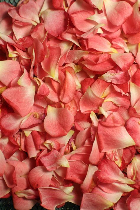 Rose Petals — Brooklyn Flower Shop