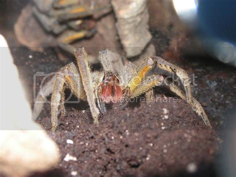 Genus Phoneutria - Basics about captive care and a brief look into the ...