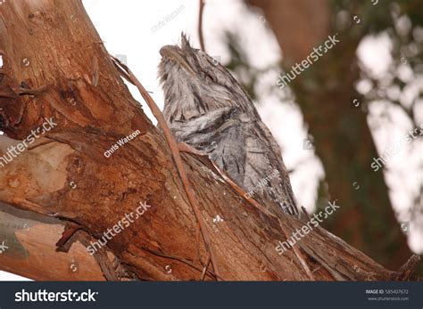baby tawny frogmouth bird sitting nest stock photo  shutterstock