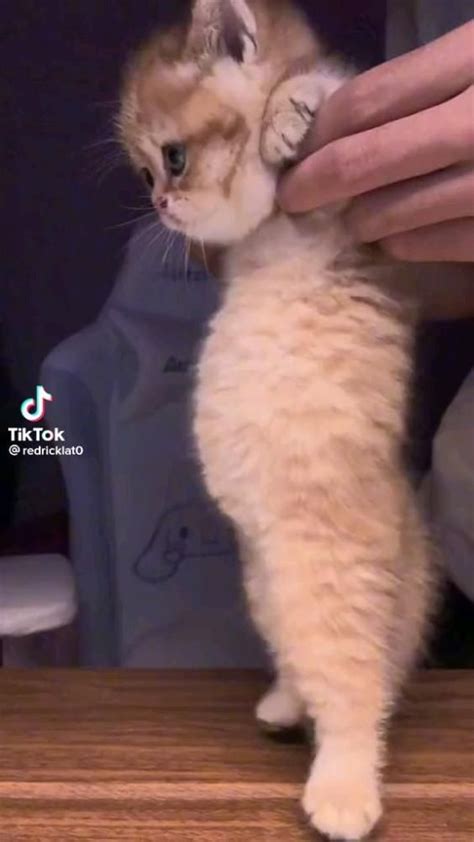 Gatito Cute 🥰 | Mascotas bonitas, Gatitos lindos divertidos, Animales ...