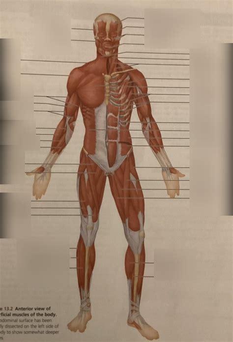 body muscles anterior view  arlene mejia blog