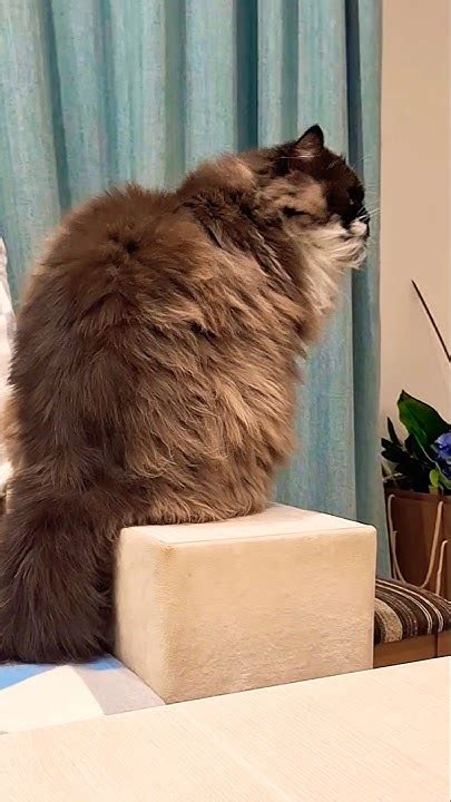 😂😻😎Котейка Ричард!#жизнькота #топ #приколыскотами #смех #юмор #котик # ...