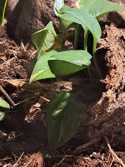 New plant species? : r/reptiles