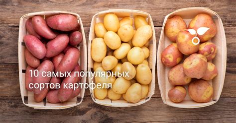 Сорт Удача Картошка Фото — Bluemorphotours.ru