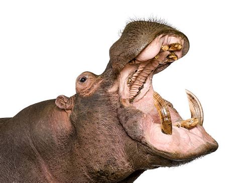 4,100+ Hippo Teeth Stock Photos, Pictures & Royalty-Free Images - iStock