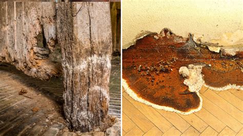 What’s the difference between wet rot and dry rot? - Property Conservation