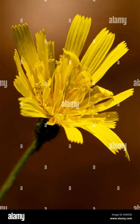 yellow flower leontodon autumnalis composite leontodon hispidus ...