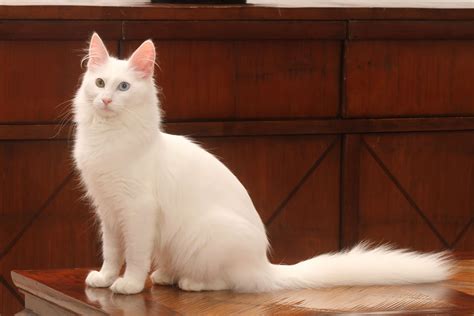 Türkisch Angora Katze - Charakter & Erziehung | Steckbrief