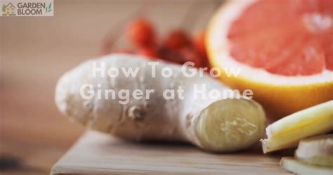 How To Grow Ginger at Home - Home & Garden Information & Products Reviews