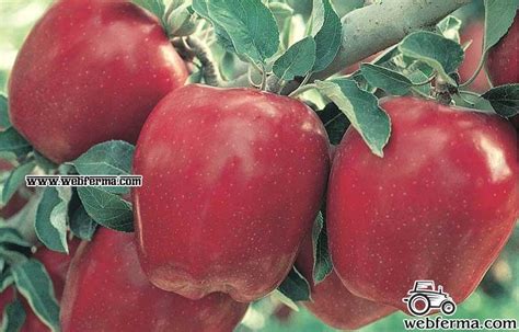 Сорта яблок Red Delicious