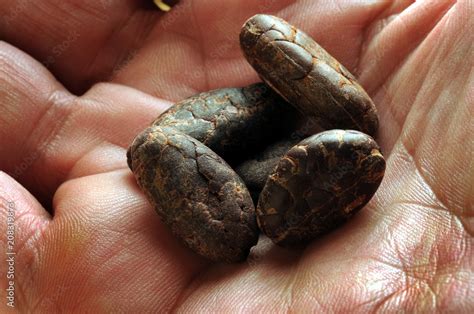 Theobroma cacao Какава Κακαόδεντρο شجرة Какао كاكاو カカオ 카카오 კაკაო ...
