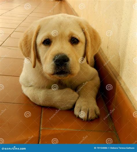 Yellow labrador puppy stock photo. Image of puppy, camera - 70154886