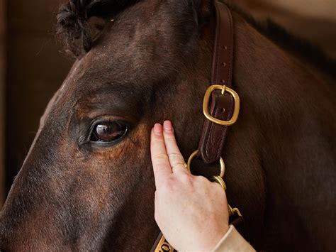 How to Take a Horse's Temperature, Pulse, & Respiration | Riding Warehouse