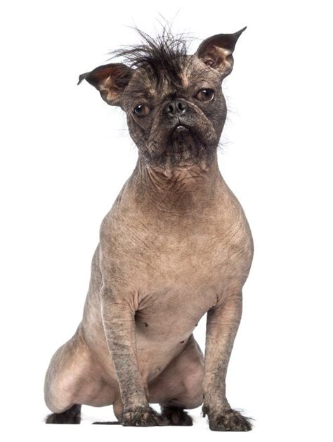 List of short hair dog breeds – Artofit