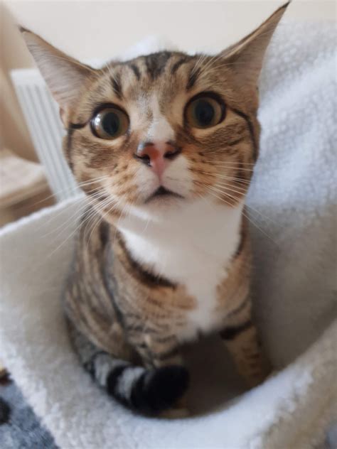 Why My Kitten Won’t Stop Meowing: Understanding Your Feline Friend