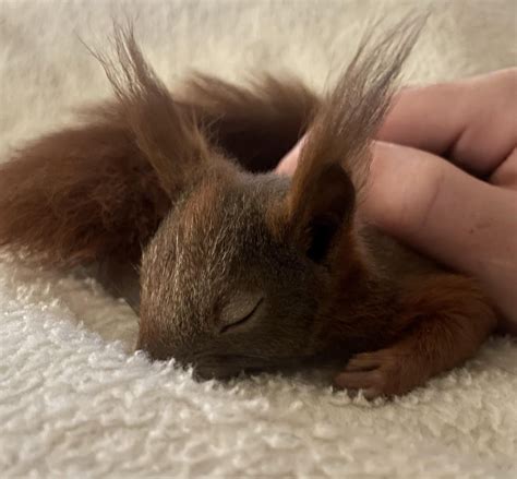 My pet squirrel taking his afernoon nap : r/squirrels