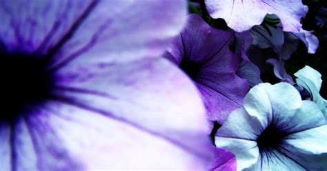 Indigo Flowers ~ Flowers Wallpapers