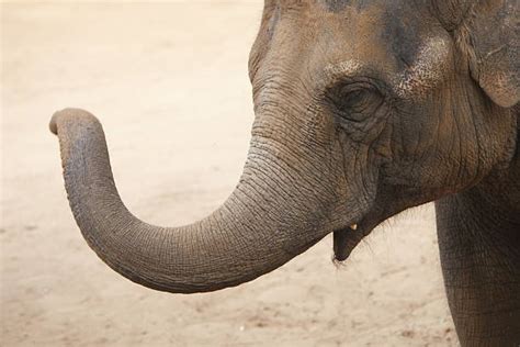 Royalty Free Elephant Trunk Close Up Pictures, Images and Stock Photos - iStock