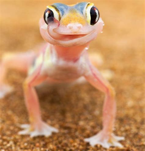 Geckolib