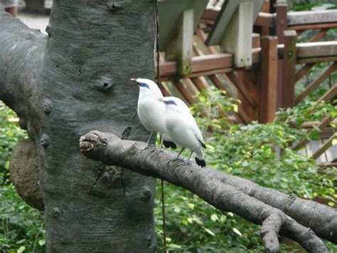 Paul and Queenie's World: Hong Kong Park Bird Aviary