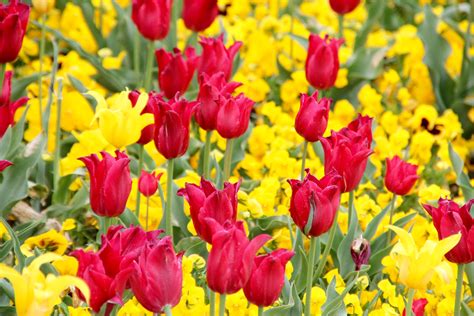 Free Images : flower, petal, yellow, flora, flowers, holland, dutch ...