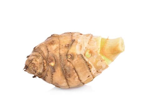 wan chak mot luk  thailand curcuma xanthorrhiza roxb  white
