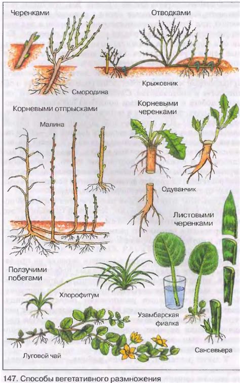 Вегетативное Размножение Растений - loversprikaz