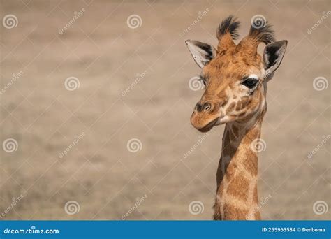 Head of a baby giraffe stock photo. Image of africa - 255963584