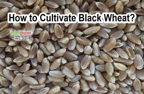 Black Wheat Farming: Incredible Benefits of This New Wheat Which ...