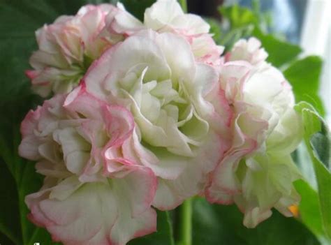 Пеларгония Pink Rambler