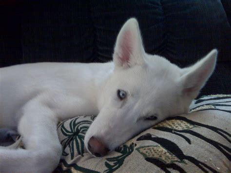 rusky | Modern Dog magazine