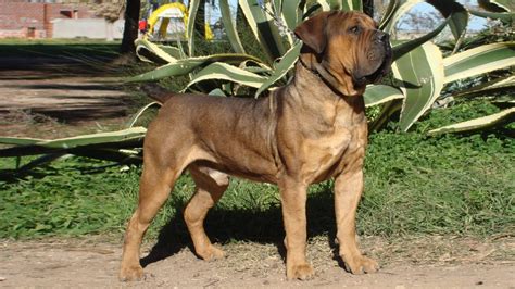 South African Boerboel MIDDELPOS OENNO - YouTube