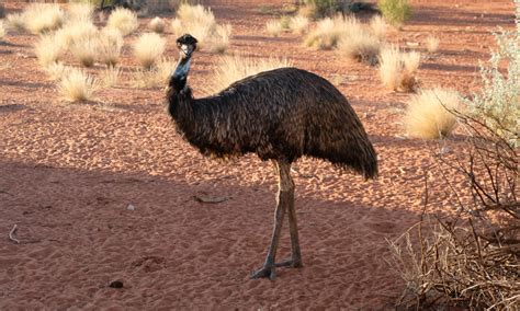 Emu Farming: A Beginners Guide - Mother Farmland