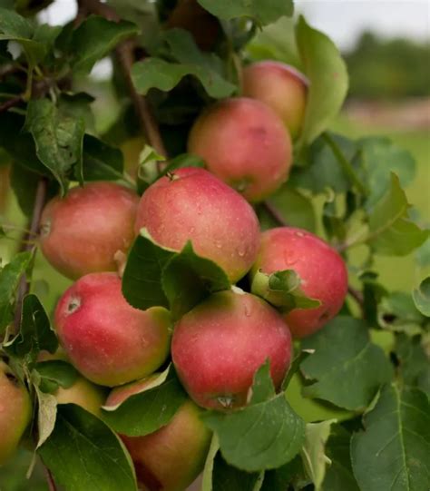 APPLE ‘RED GEMINI’ – Morden Nurseries & Garden Centre