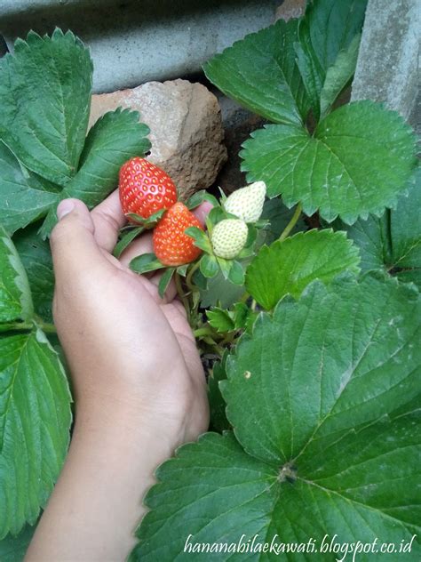 memperbanyak tanaman strawberry  mudah