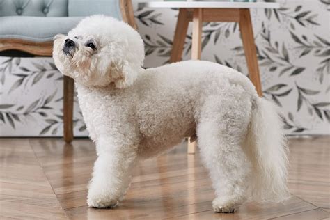 Chó Bichon Đáng Yêu - Thông Tin Đặc Điểm Giá Bán