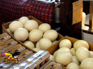 Buy Ostrich eggs Online | Fertile ostrich eggs For Sale Worldwide