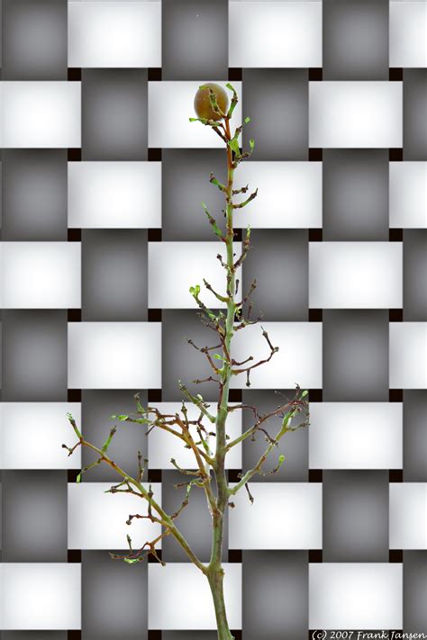 tree grows dutch   photo