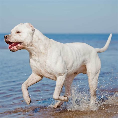 At What Age Is A Dogo Argentino Full Grown