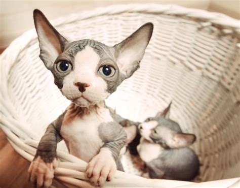 Bedanya Kucing Sphynx dengan Kucing Kampung Botak | Drh. Fira Sovica