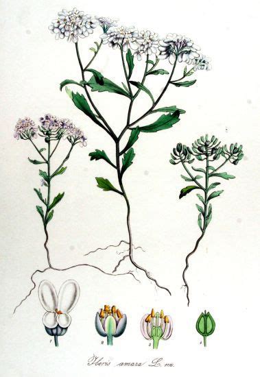 Annual Candytuft facts and health benefits
