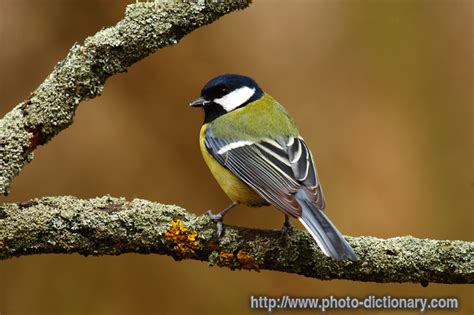 great tit - photo/picture definition at Photo Dictionary - great tit ...