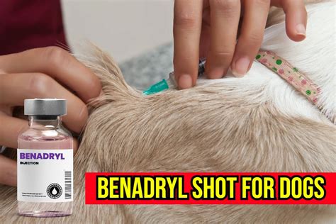 Benadryl Shot For Dogs: Side Effects & Adverse Reactions