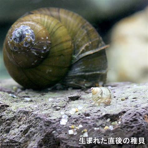 【楽天市場】（エビ・貝）オオタニシ（3匹） 北海道・九州航空便要保温：charm 楽天市場店