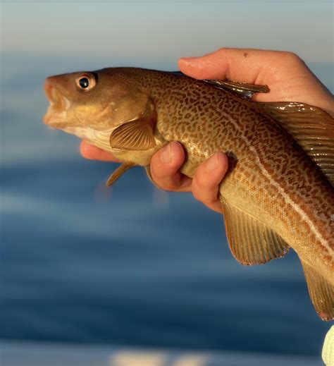 inshore  fishingyes    fishing cape