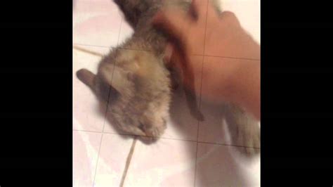 Epilepsi Pada Kucing - YouTube