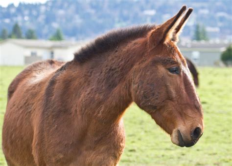 A Calmer Mule with Perform-A-Calm - McDowell's Herbal Treatments