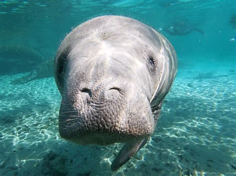 5 Best Places To See Manatees In Florida This Winter - impulse4adventure