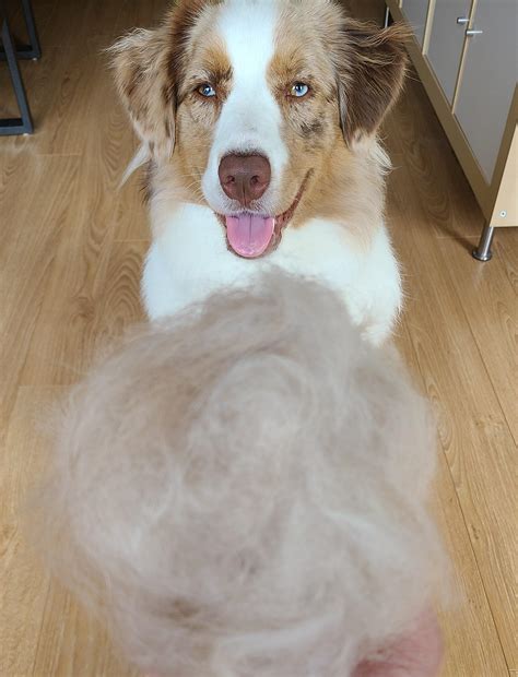 1119 best Aussie Shepherd images on Pholder | Australian Shepherd, Aww