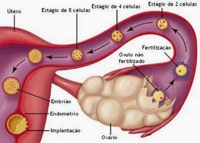 Quanto Tempo O Embrião Leva Para Se Fixar No Útero - Ajudando na fixação do embrião - EU CURTO SER MÃE